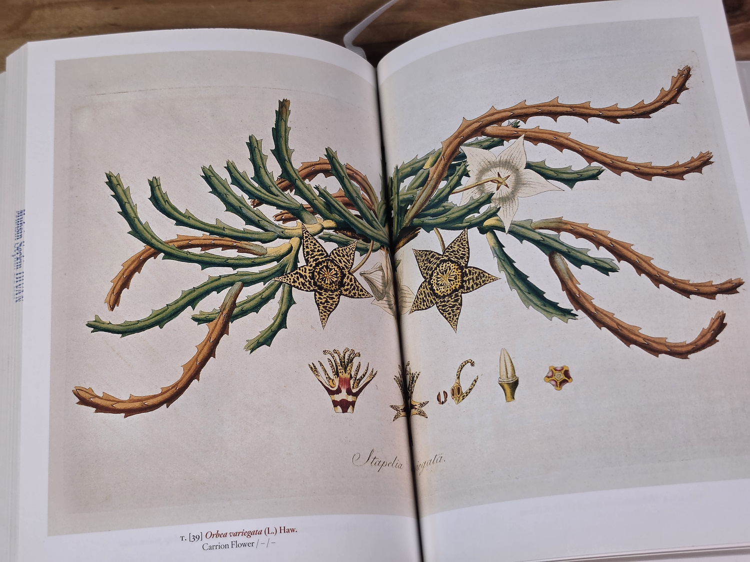 A Garden Eden: Masterpieces of Botanical Illustration - H. Walter